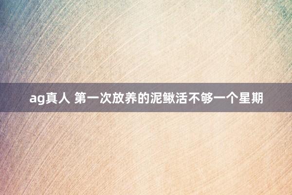 ag真人 第一次放养的泥鳅活不够一个星期