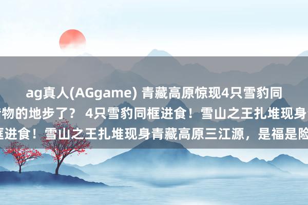 ag真人(AGgame) 青藏高原惊现4只雪豹同框进食！混到一齐吃一条猎物的地步了？ 4只雪豹同框进食！雪山之王扎堆现身青藏高原三江源，是福是险？