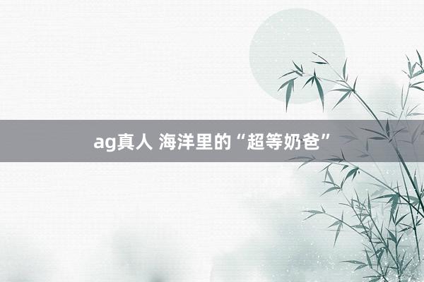 ag真人 海洋里的“超等奶爸”